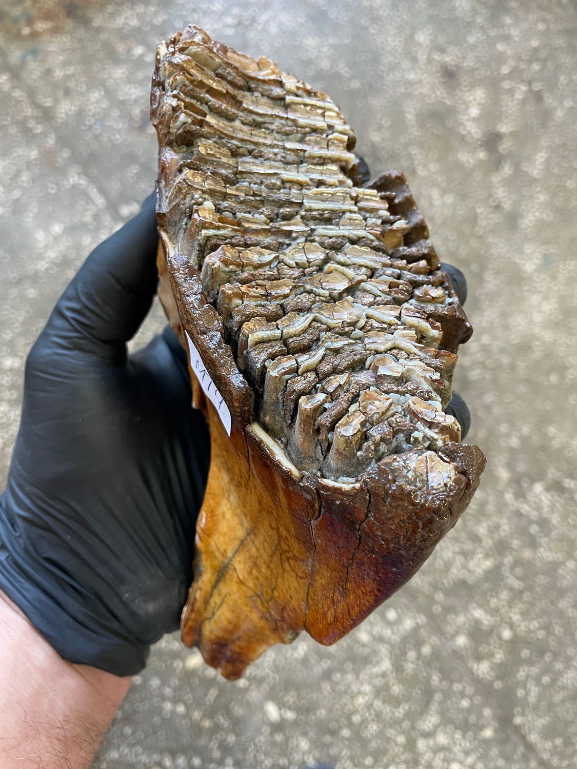Authentic woolly mammoth tooth fossil natural unstabilized specimen from Siberia Yakutsk MT4