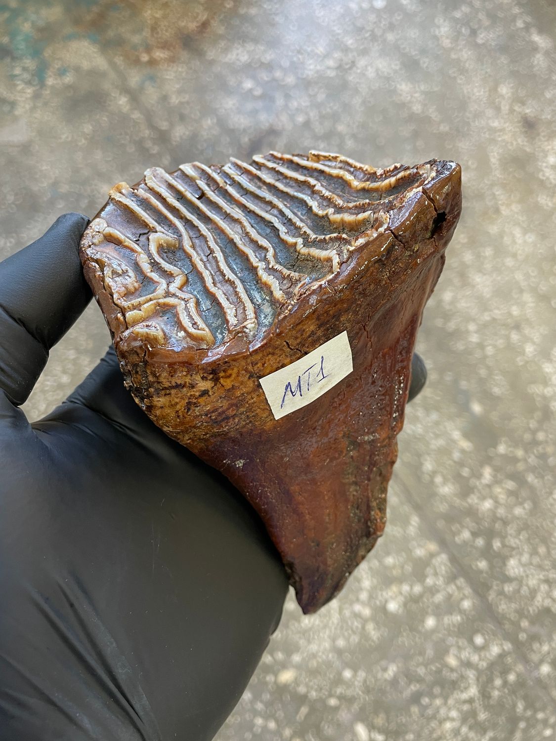 Authentic woolly mammoth tooth fossil natural unstabilized specimen from Siberia Yakutsk MT1