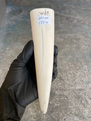 Walrus Tusk Block for Scrimshaw Carving Knife Handle Material 0.56 lb W29