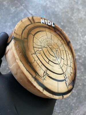 Mammoth Tusk Disk Cross Cut Stabilized Fossil Slab for Knifemaking MTD1