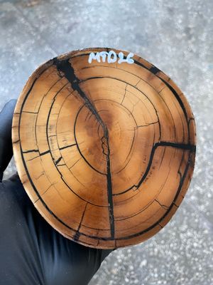 Mammoth Tusk Disk Cross Cut Stabilized Fossil Slab for Knifemaking MTD26
