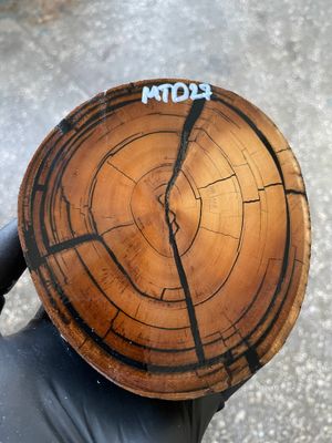 Mammoth Tusk Disk Cross Cut Stabilized Fossil Slab for Knifemaking MTD27