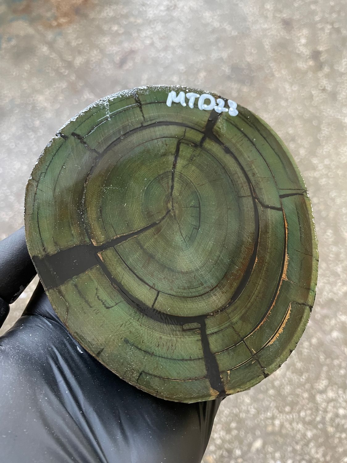 Mammoth Tusk Disk Cross Cut Stabilized Fossil Slab for Knifemaking MTD28