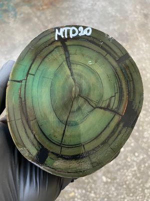 Mammoth Tusk Disk Cross Cut Stabilized Fossil Slab for Knifemaking MTD20