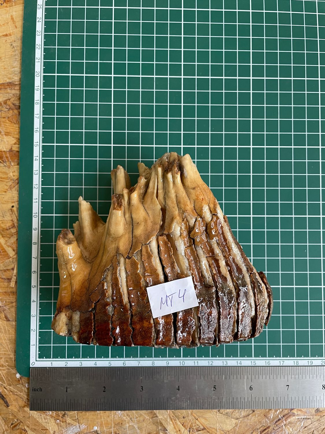 Authentic woolly mammoth tooth fossil natural unstabilized specimen from Siberia Yakutsk MT4