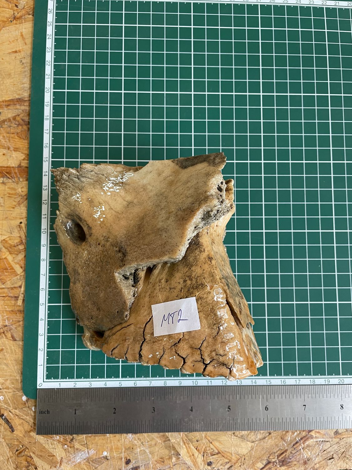 Authentic woolly mammoth tooth fossil natural unstabilized specimen from Siberia Yakutsk MT2
