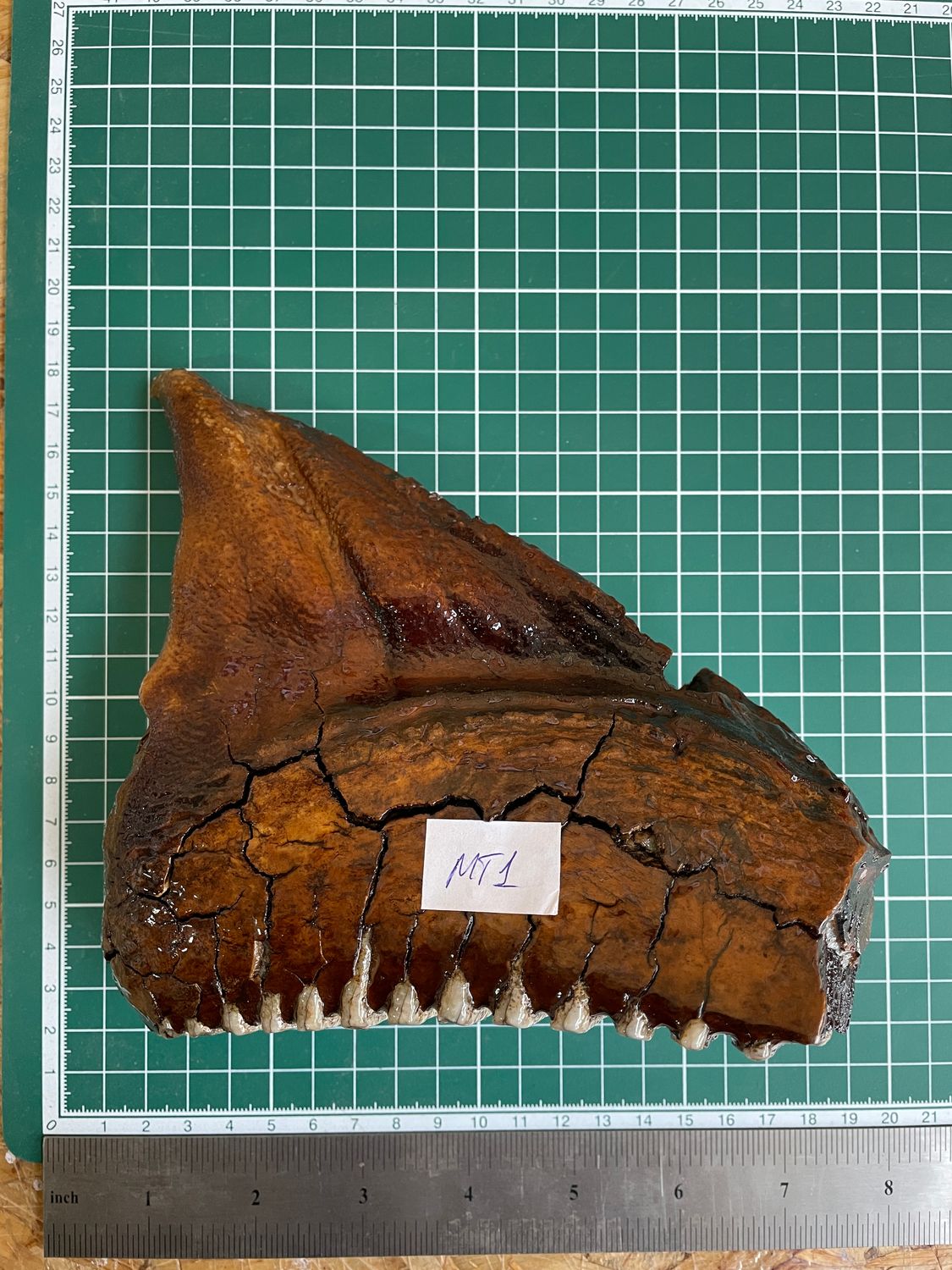 Authentic woolly mammoth tooth fossil natural unstabilized specimen from Siberia Yakutsk MT1