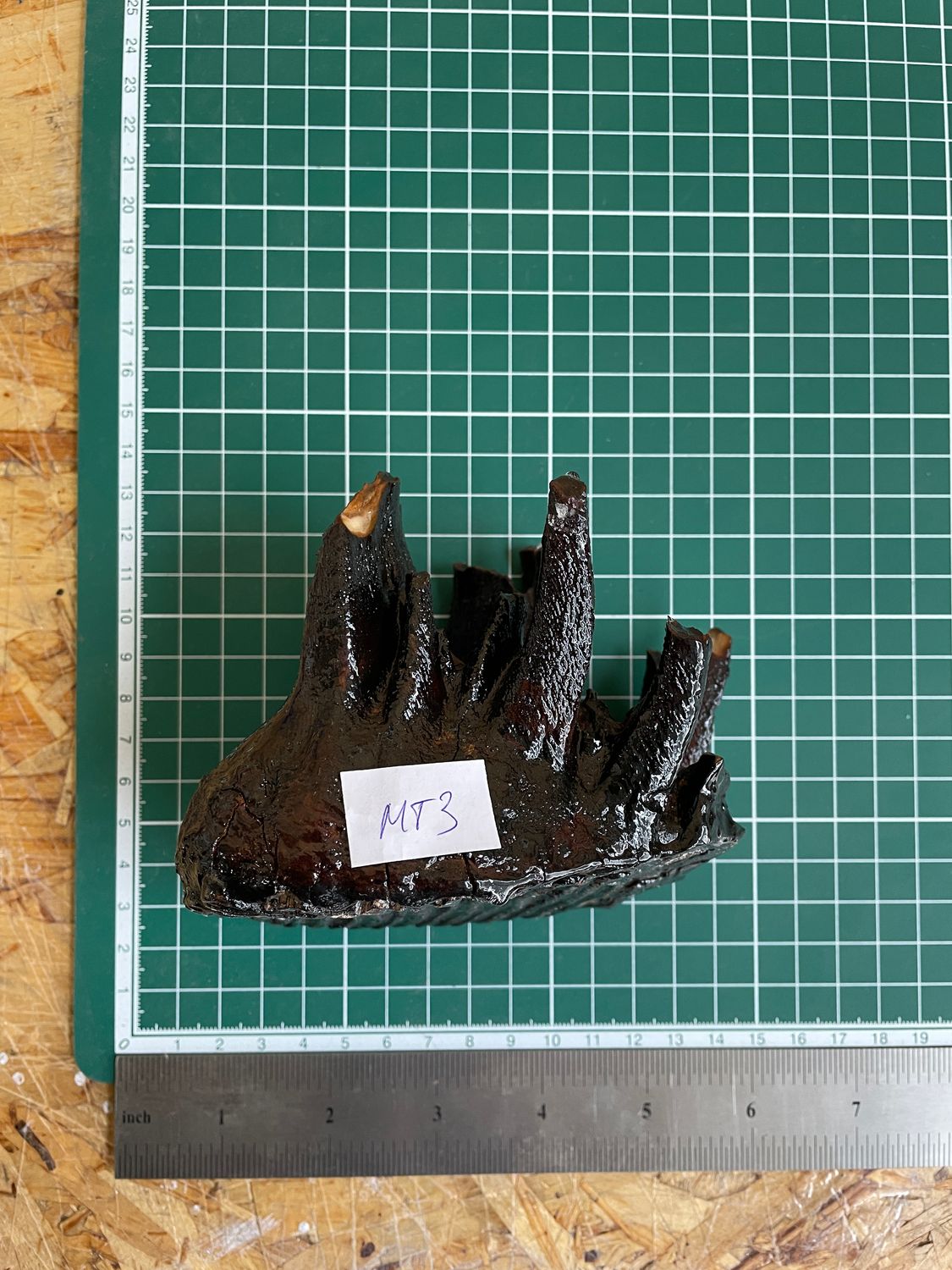 Authentic woolly mammoth tooth fossil natural unstabilized specimen from Siberia Yakutsk MT3