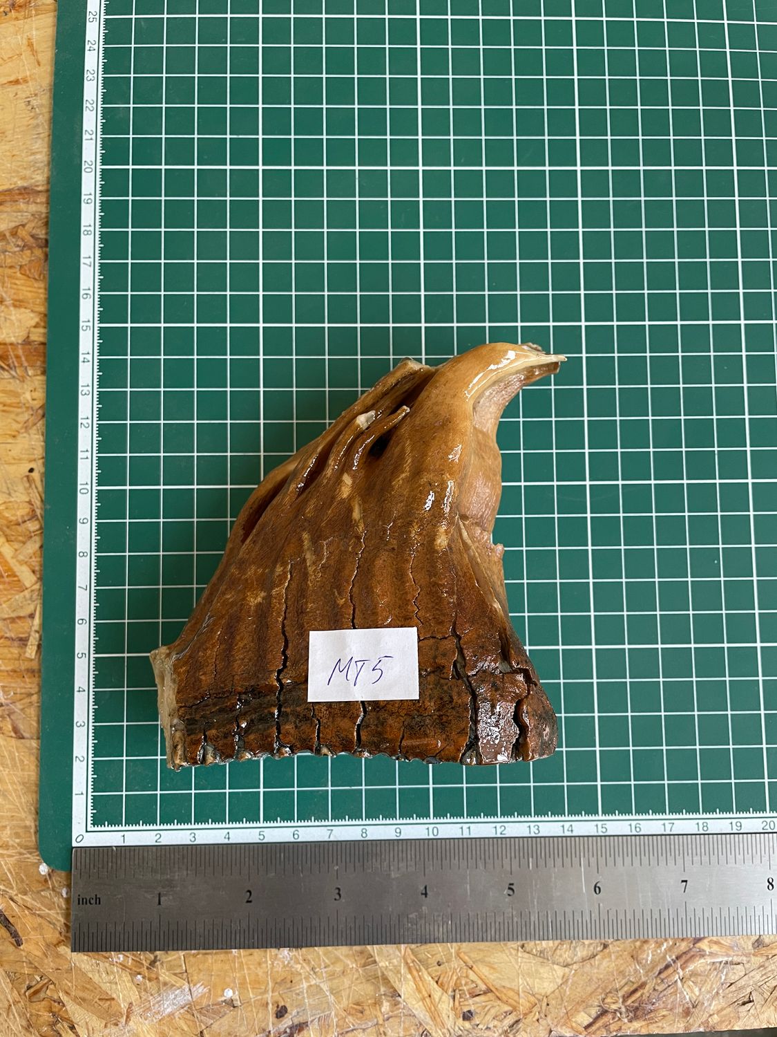 Authentic woolly mammoth tooth fossil natural unstabilized specimen from Siberia Yakutsk MT5