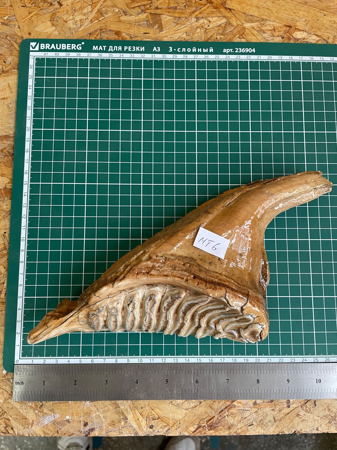 Authentic woolly mammoth tooth fossil natural unstabilized specimen from Siberia Yakutsk MT6