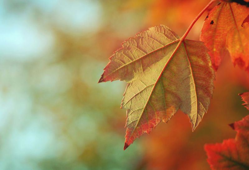 Yin Yoga - Herbstzauber 11.10.2025