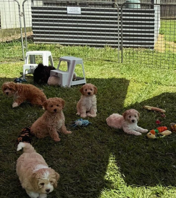 PUPPIES