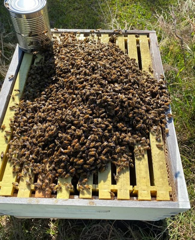 HONEY BEES