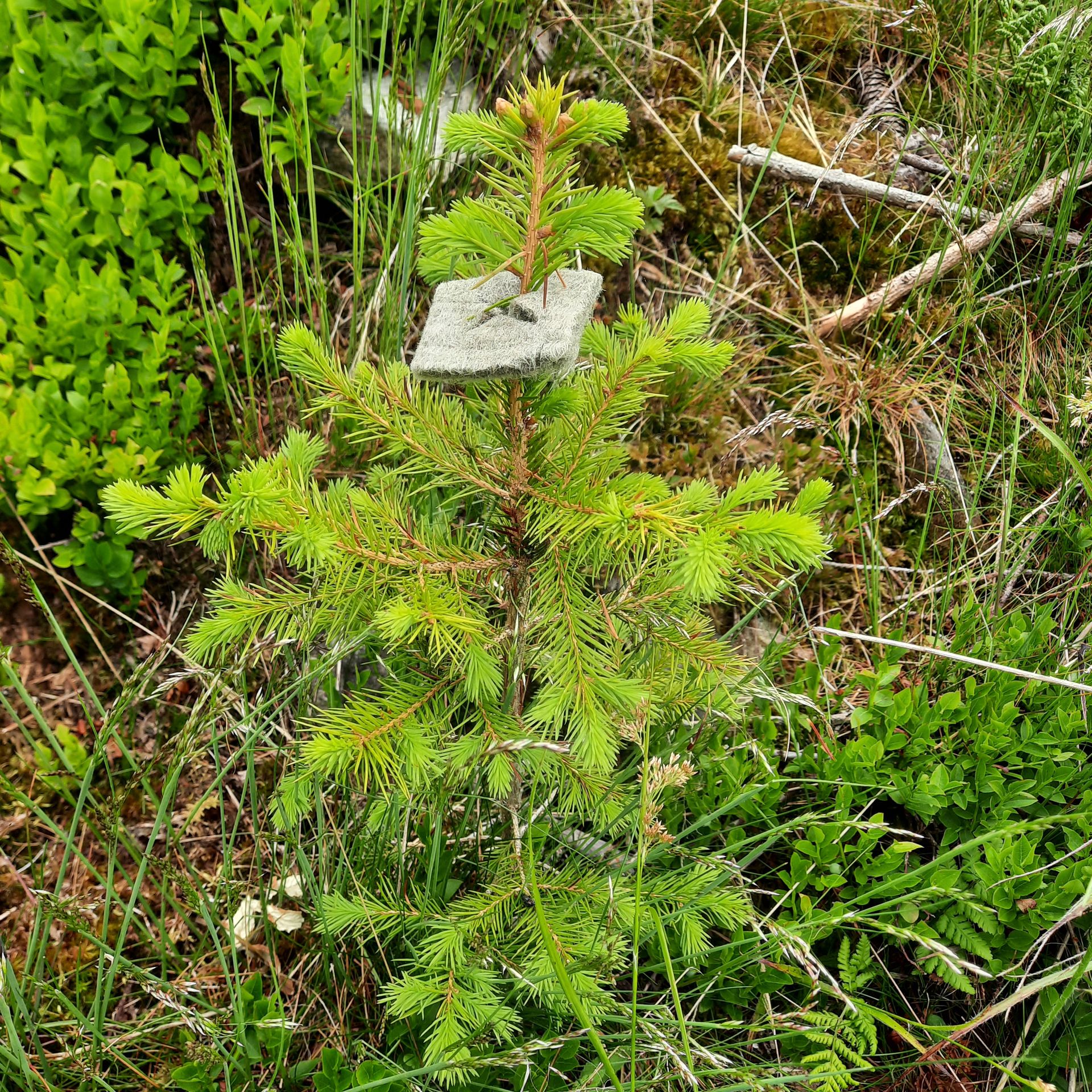 Verbiss-Schutzblättchen