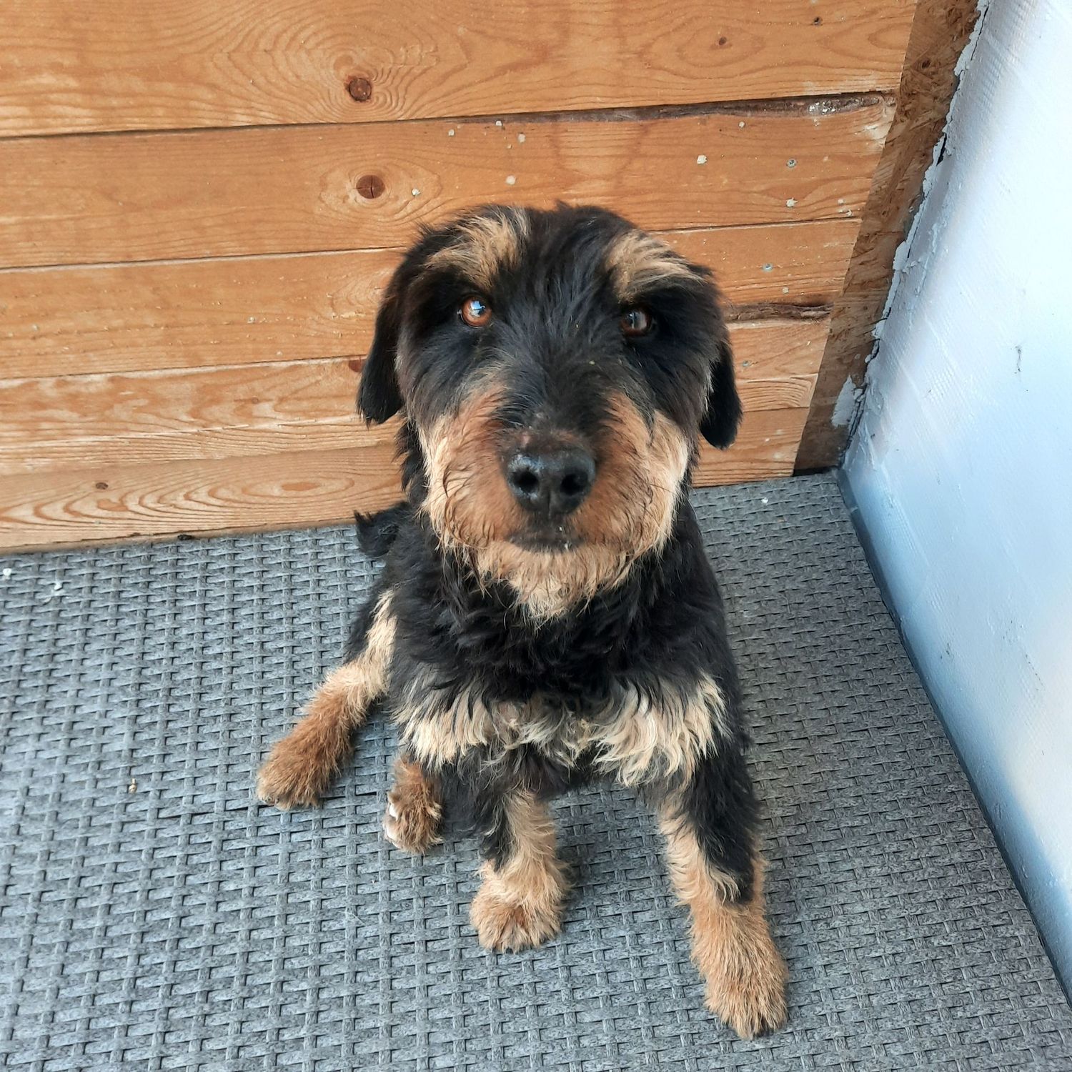 Hunde-Basics kompakt