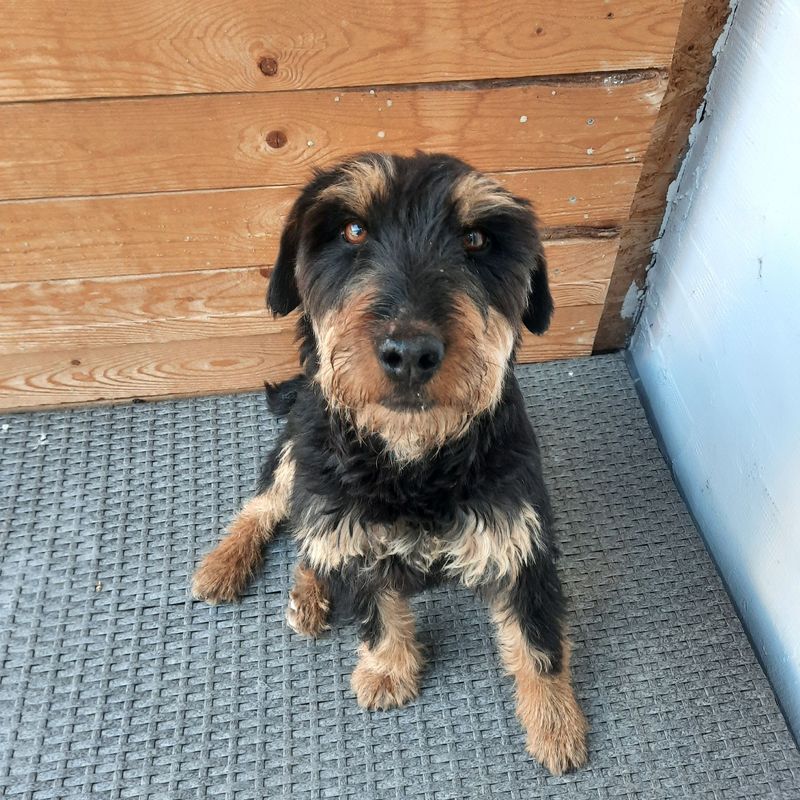 Hunde-Basics kompakt