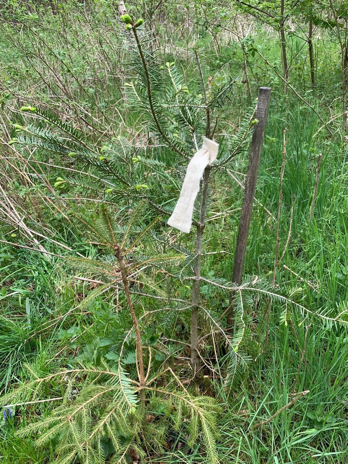 Baumkrawatte