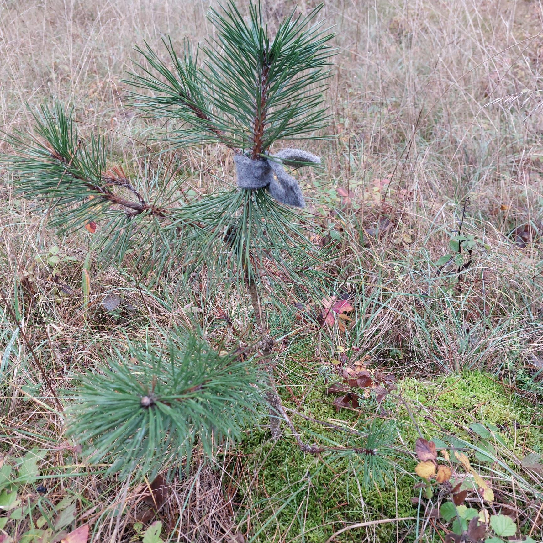 Baumkrawatte