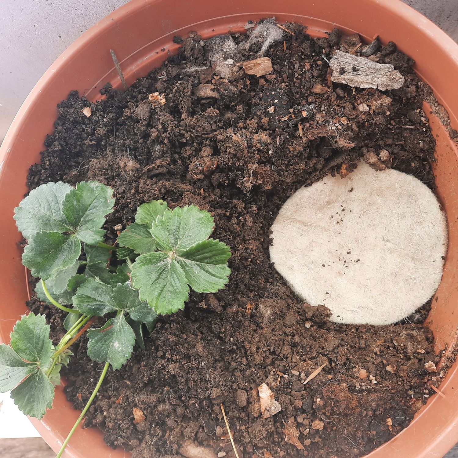 Vitalscheiben
