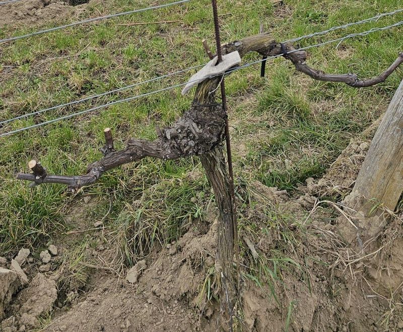 Verbissschutz-Streifen Weinbau