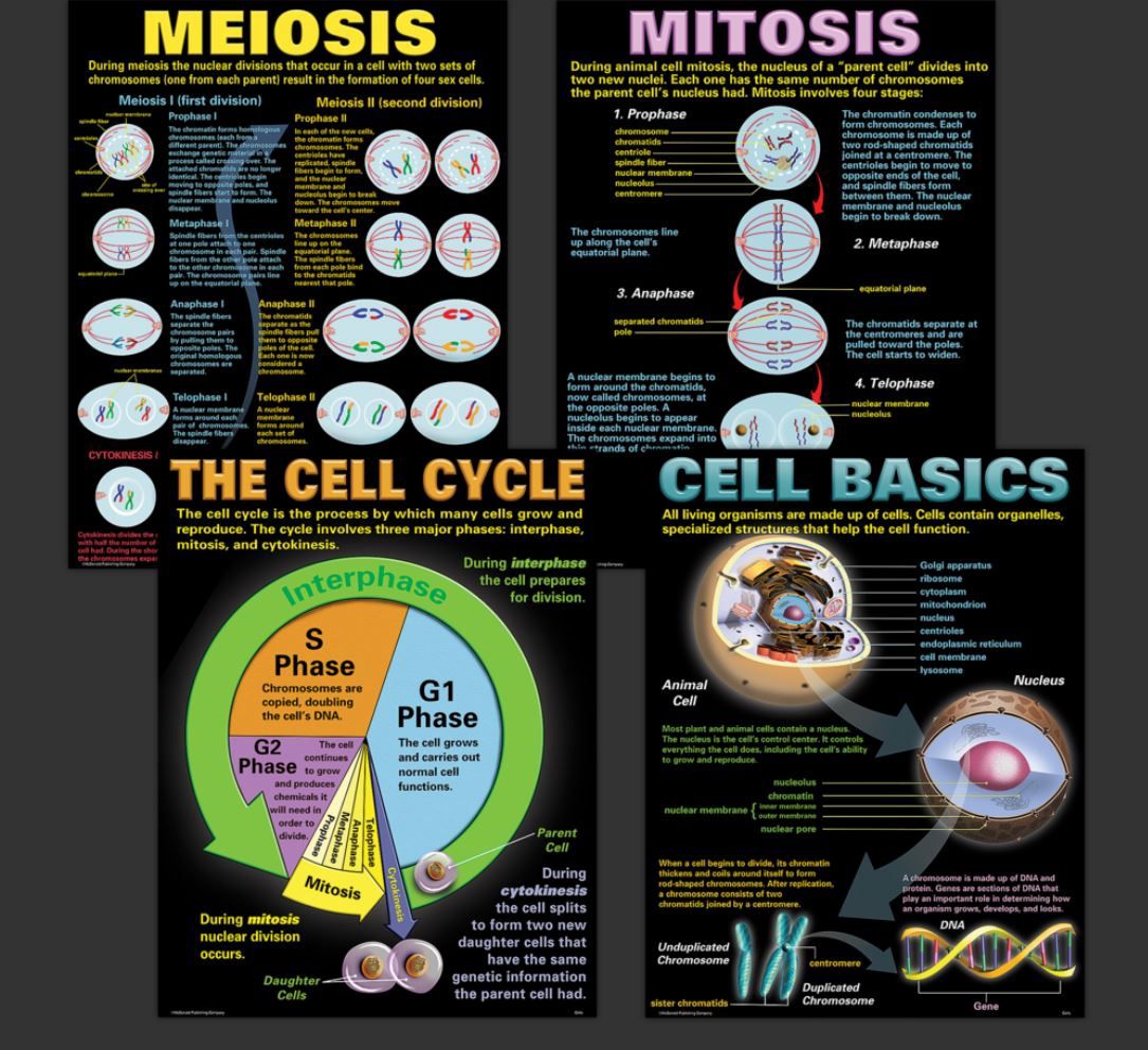 Cells Poster Set