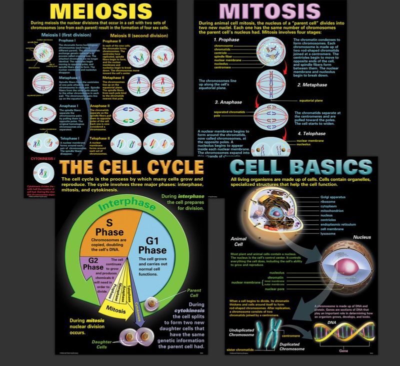 Cells Poster Set