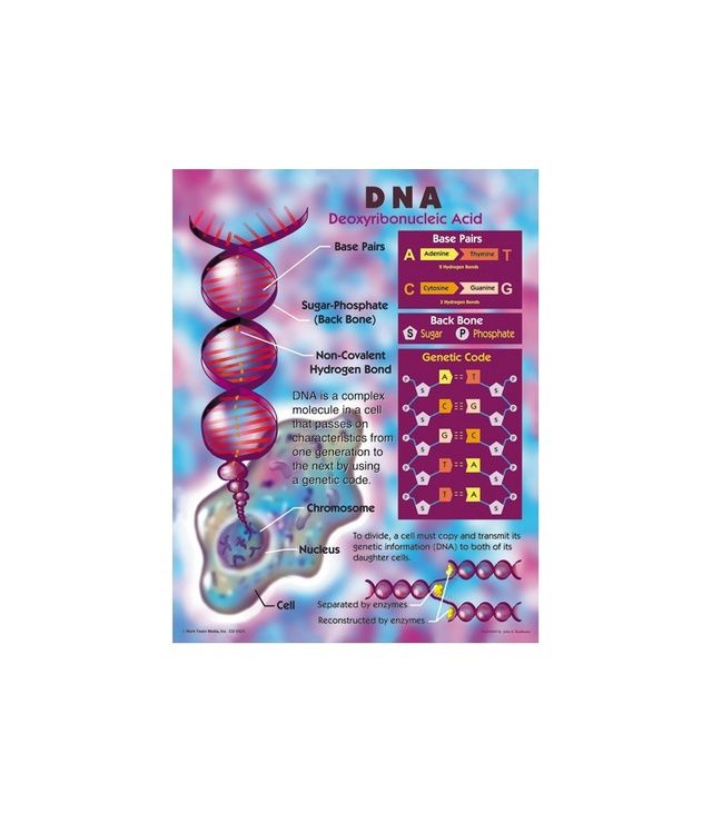 DNA Chart Poster