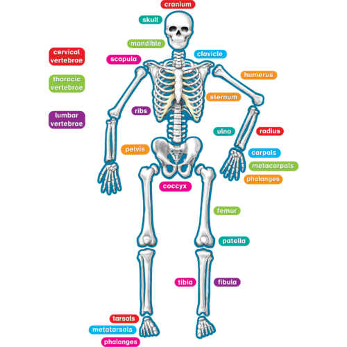 Human Skeleton Magnetic Accents