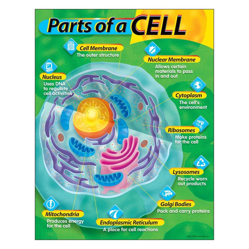 Parts of a Cell Learning Chart