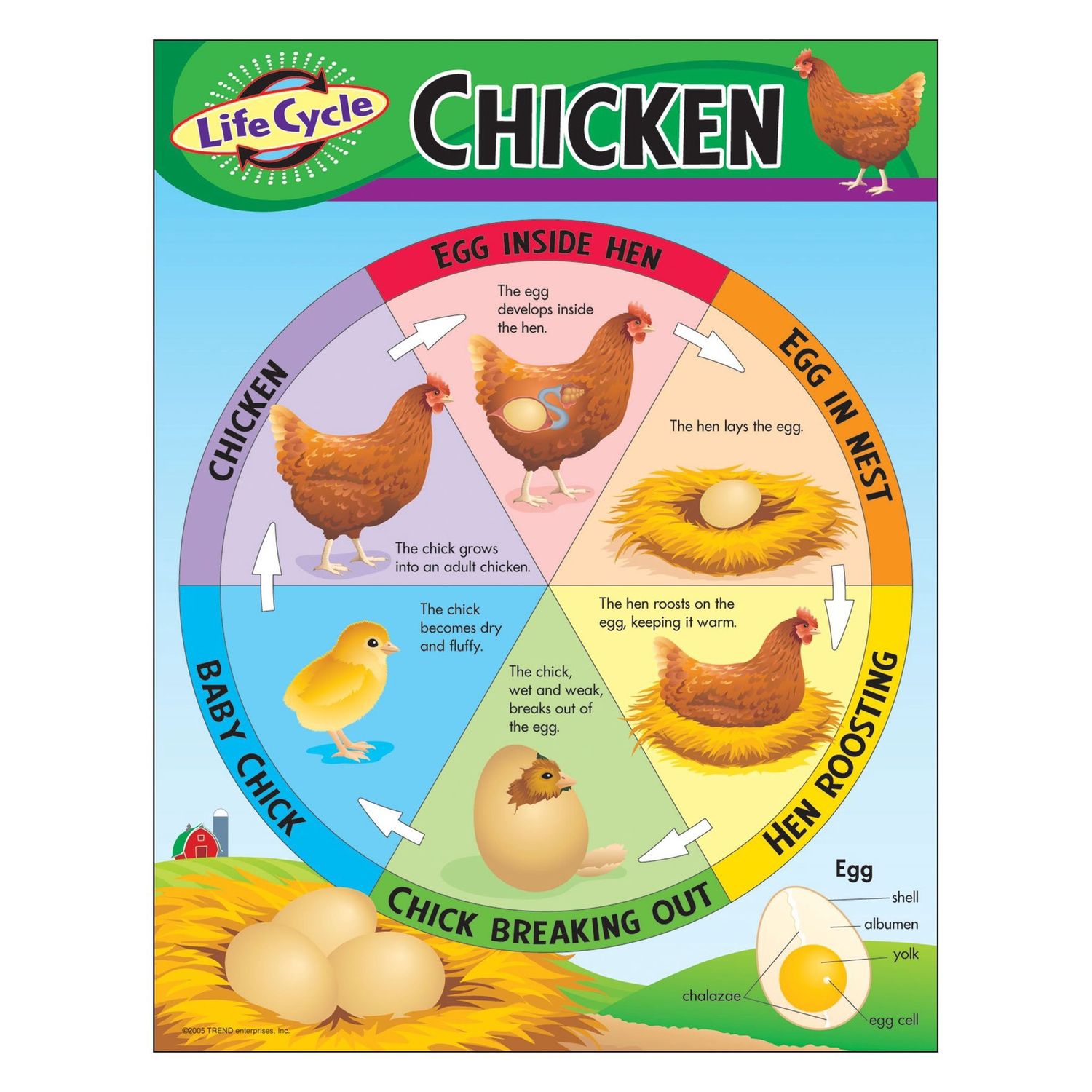 Life Cycle of a Chicken Learning Chart