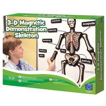 3D Skeleton Magnets