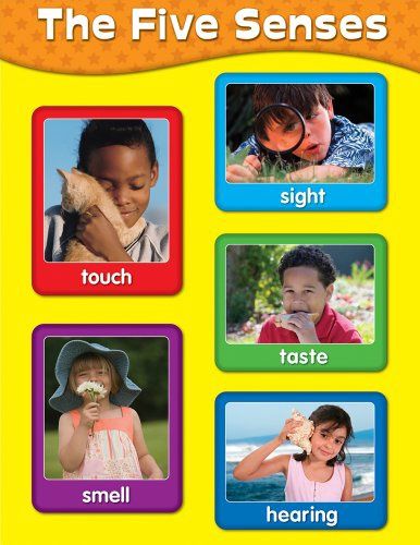 Five Senses Chart