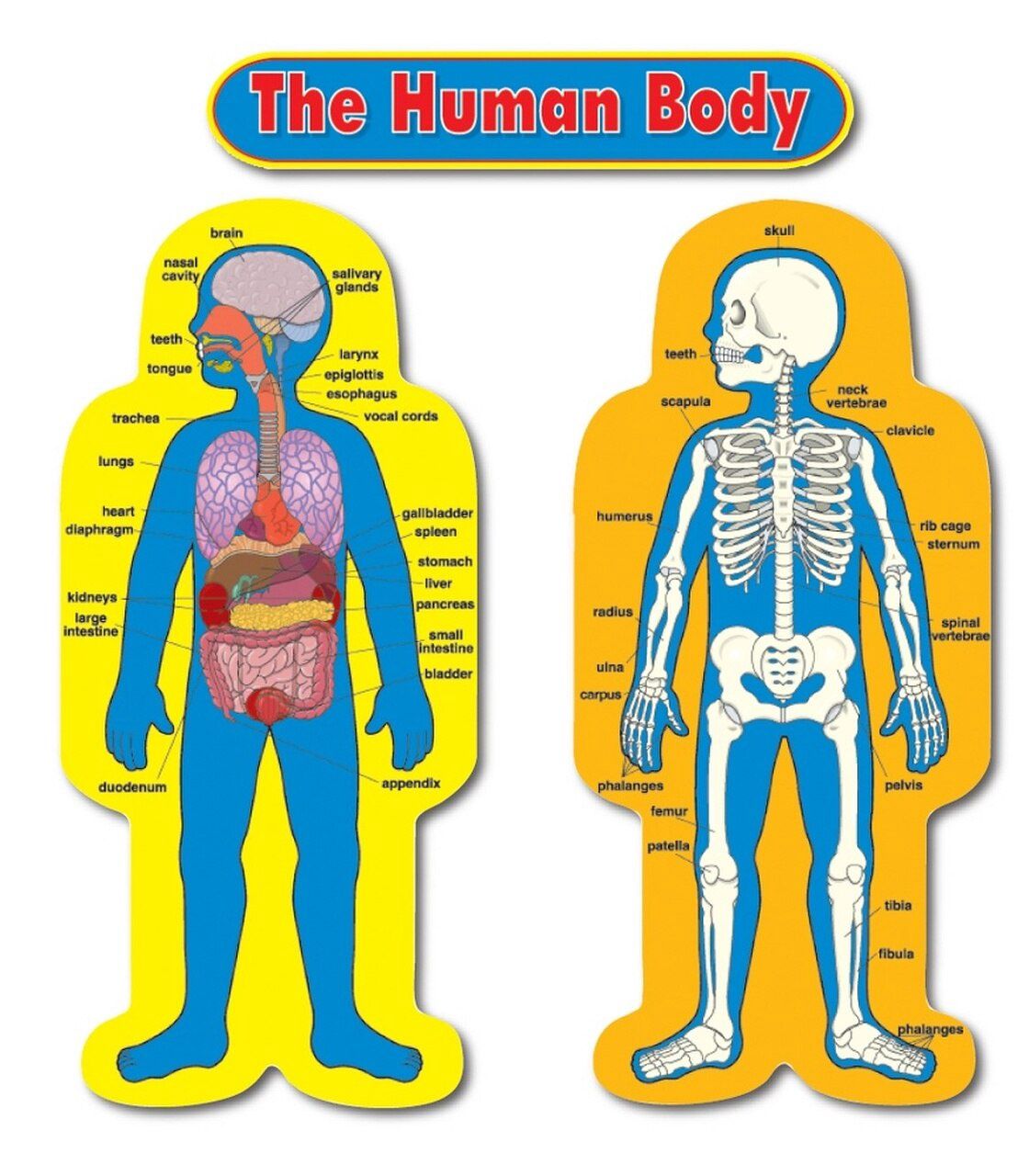 Child-Size Human Body BBS