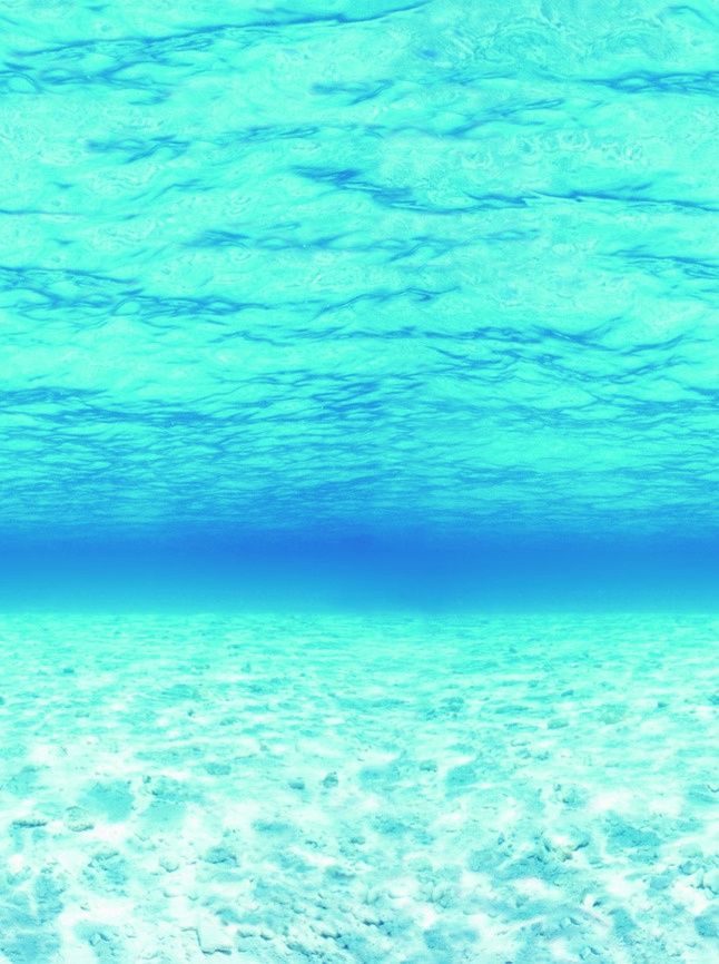 Fadeless Roll 48x12 Under The Sea