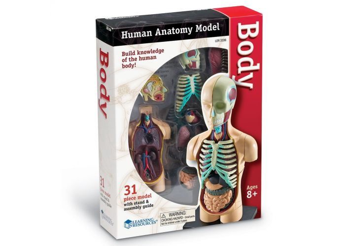 Anatomy Model - Human Body
