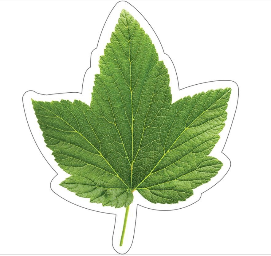 Woodland Whimsy Green Leaf Cut Outs
