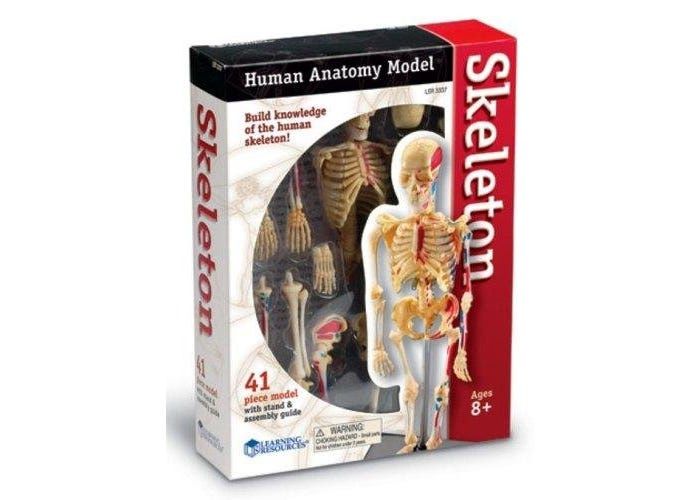 Anatomy Model - Skeleton