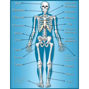 Skeleton Chart