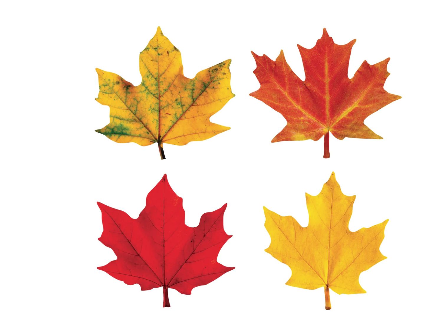Maple Leaves Mini Accents Variety Pack