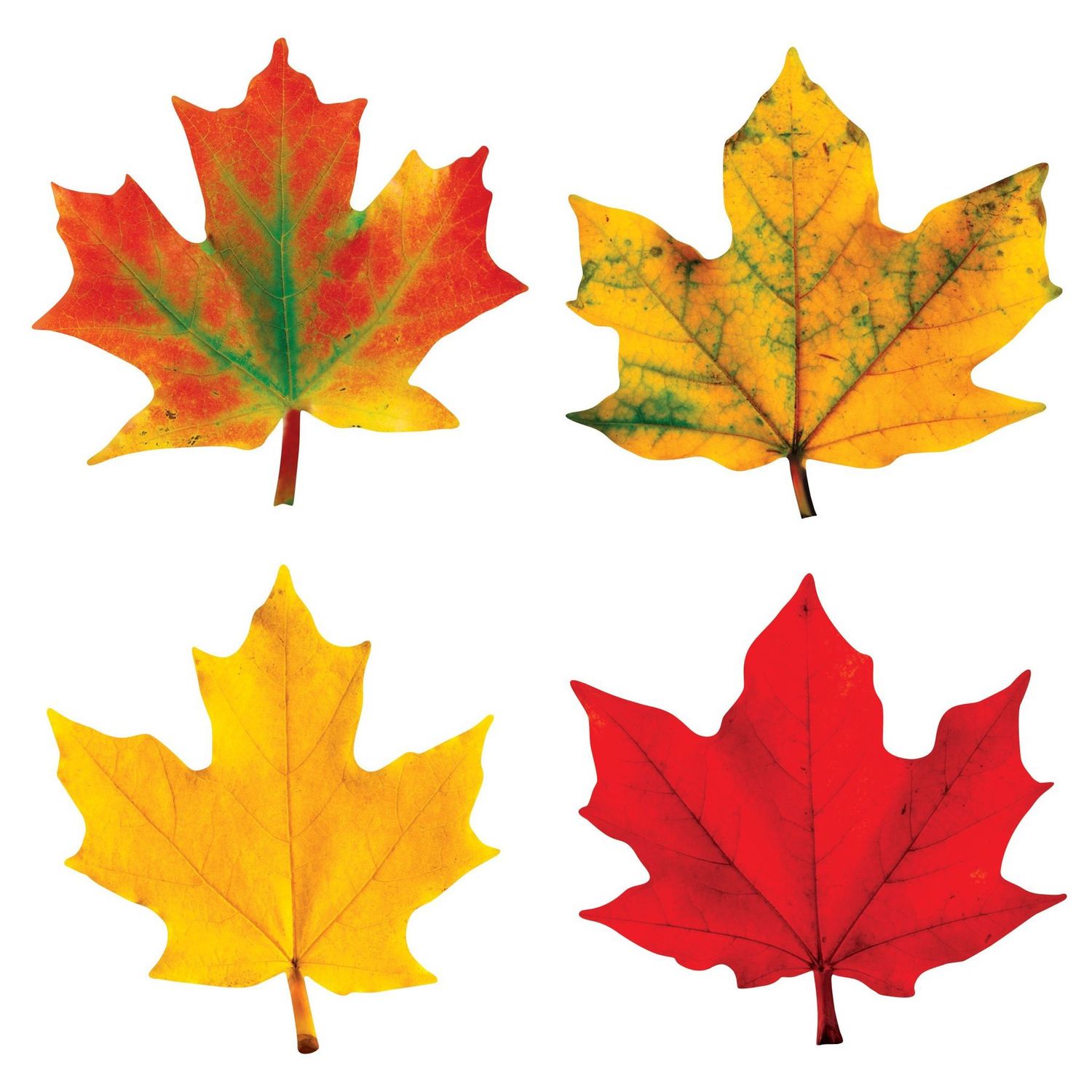 Maple Leaves Classic Accents Variety Pack