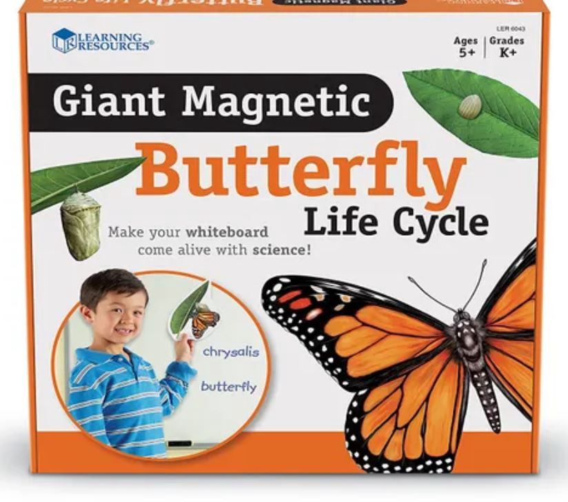 Giant Magnetic Butterfly Life Cycle