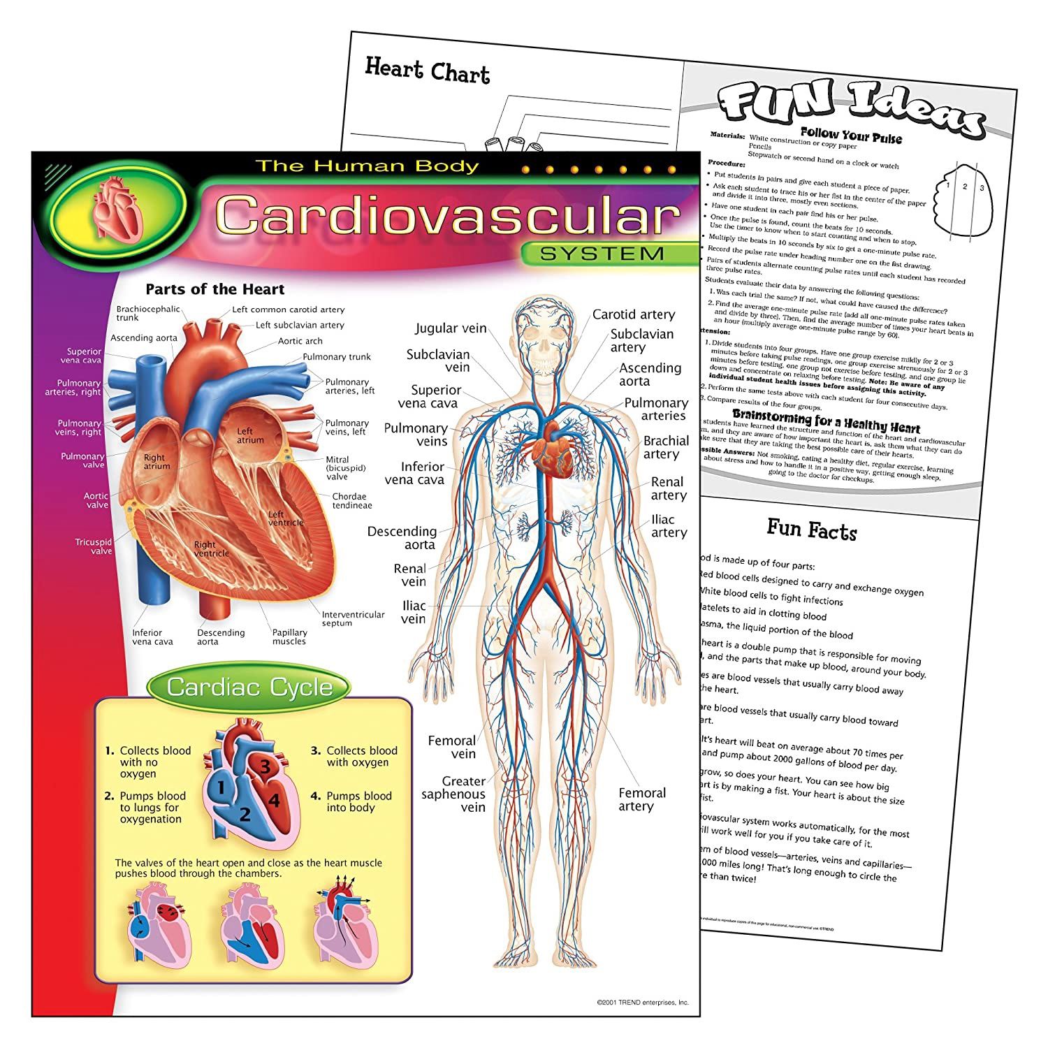 Cardiovascular System Learning Chart