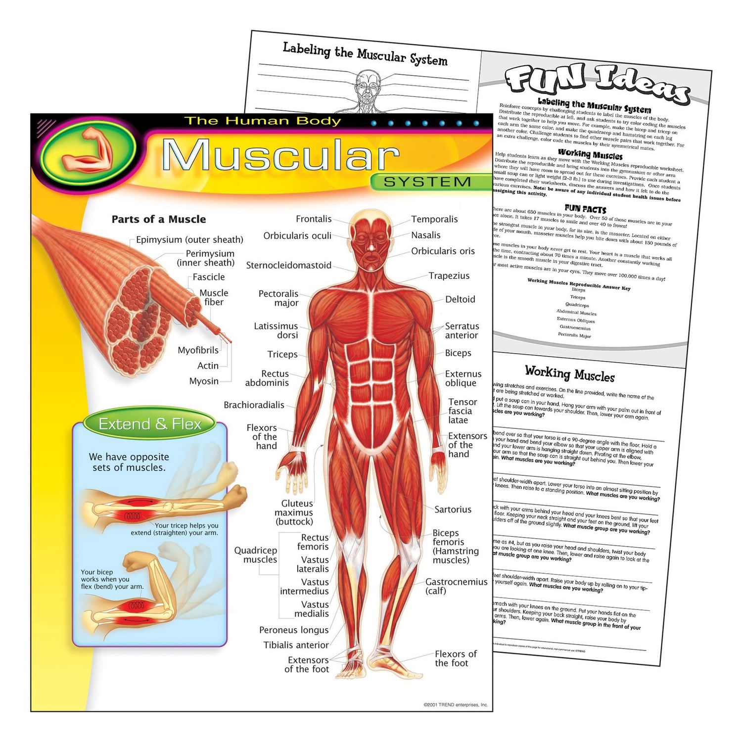 Muscular System Learning Chart