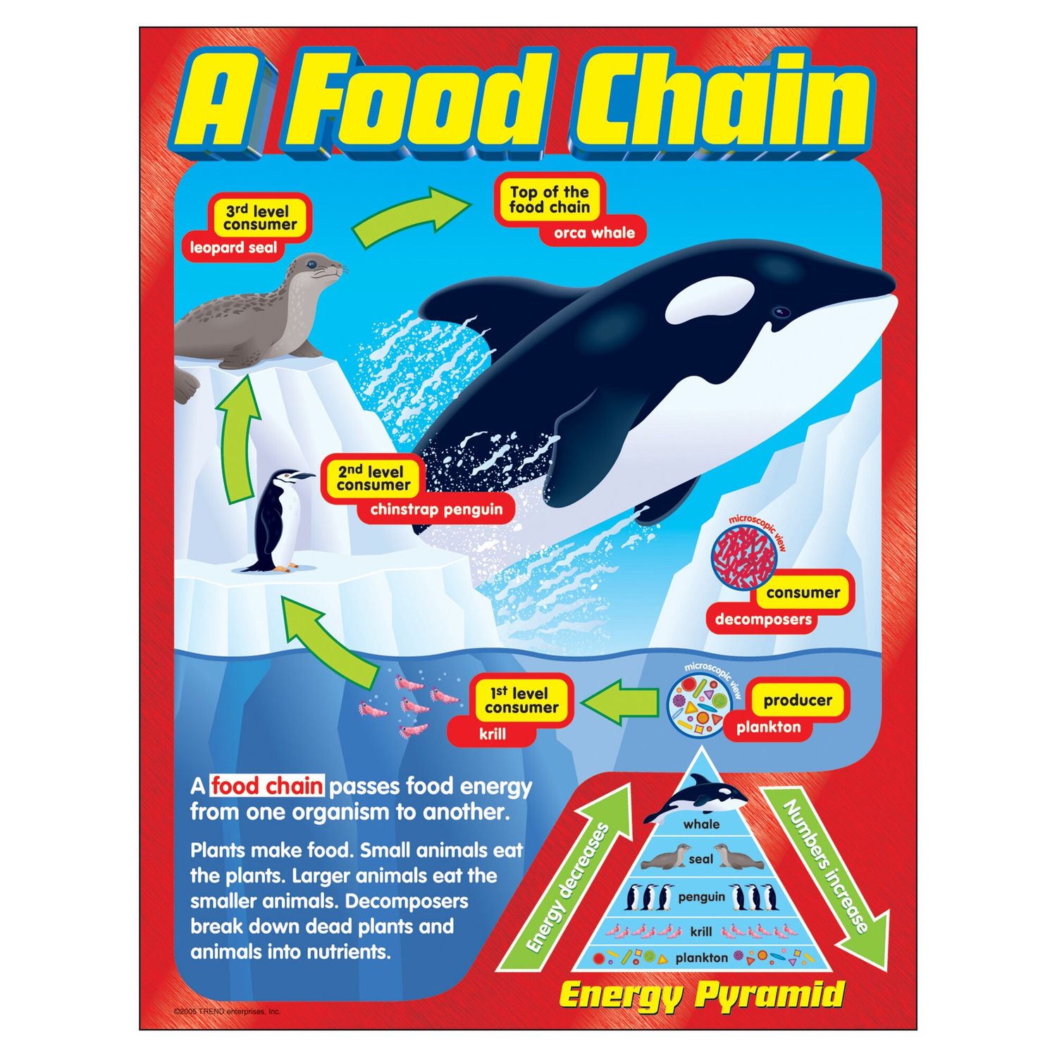 Food Chain Learning Chart