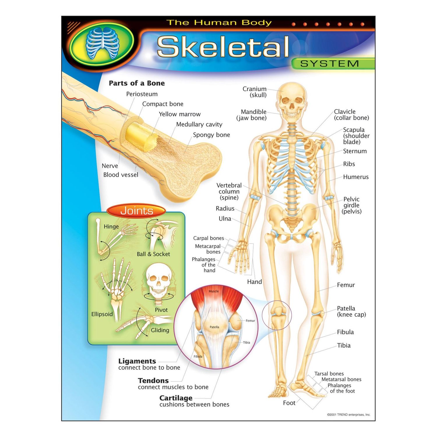 Skeletal System Chart