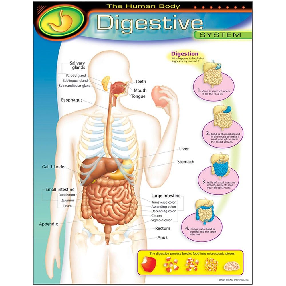 Digestive System Learning Chart