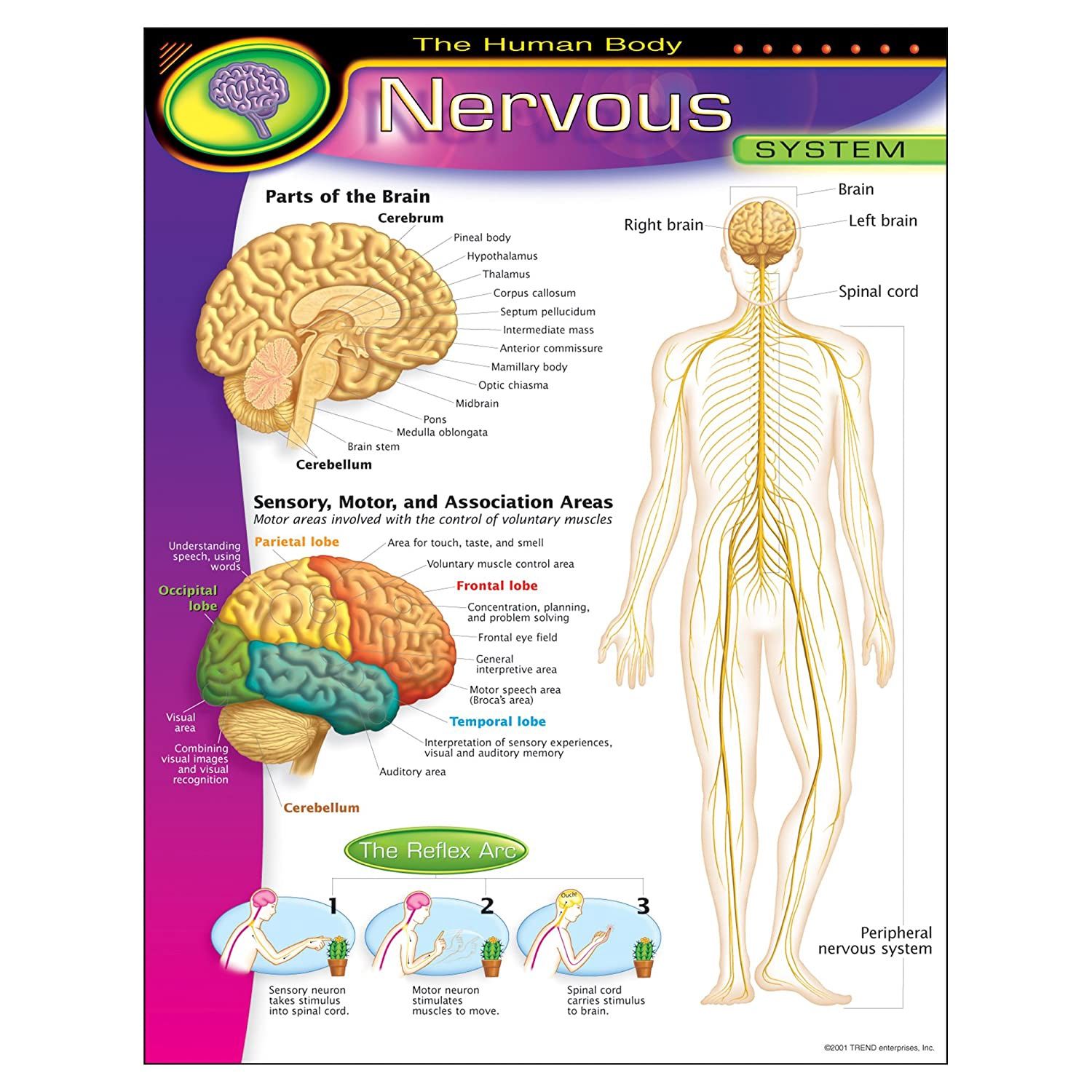 Nervous System Learning Chart