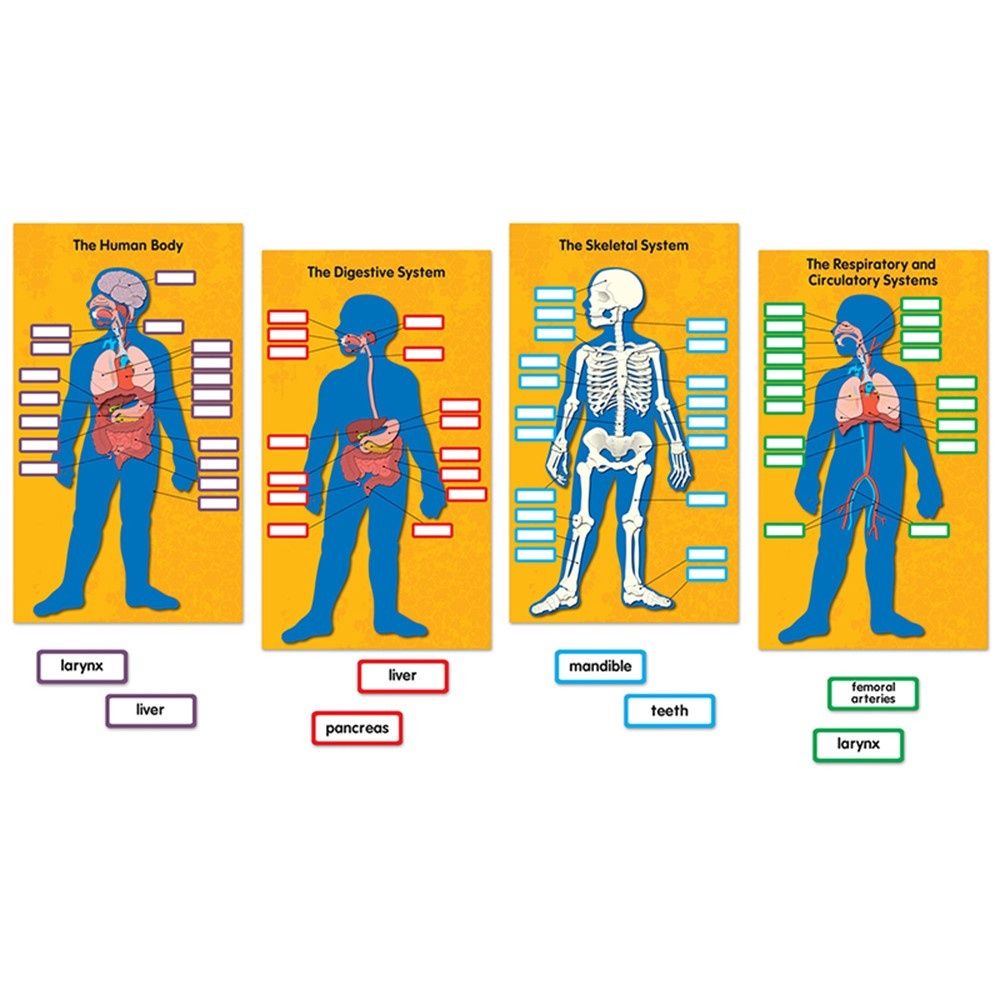 Human Body Bulletin Board Set