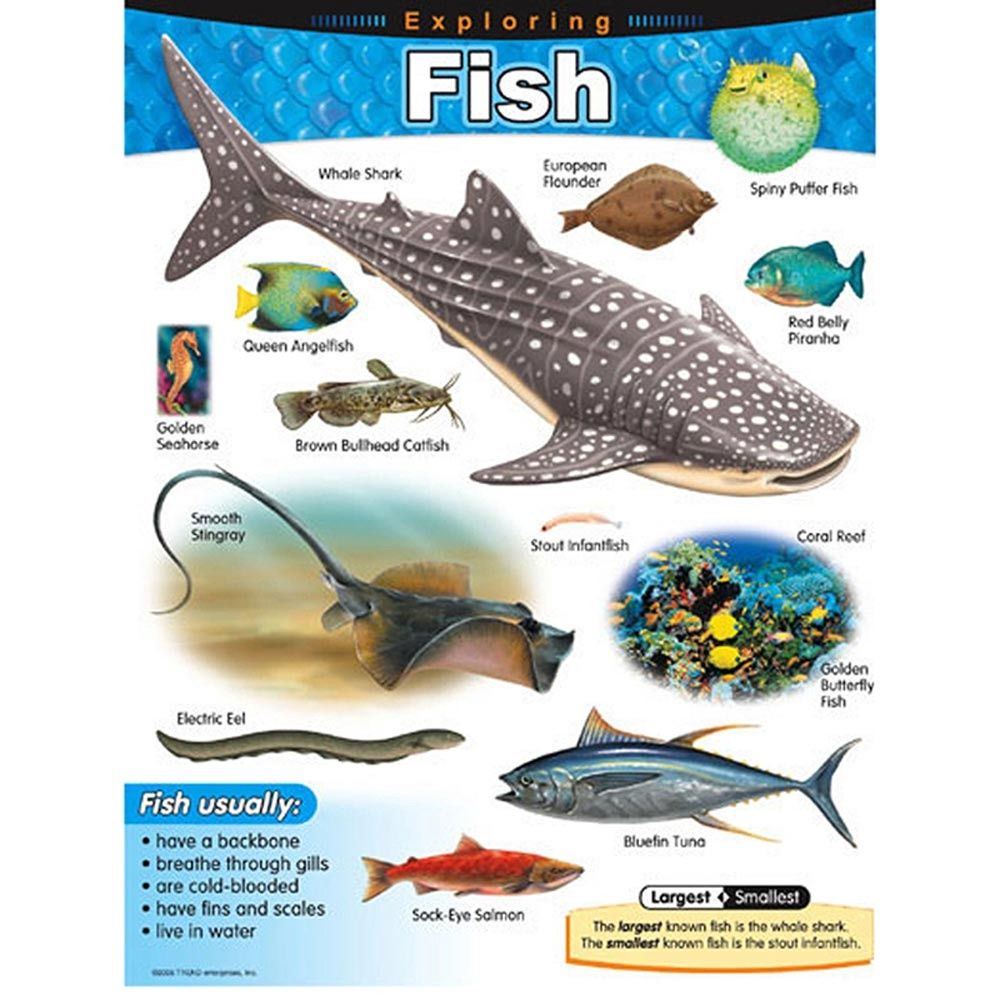Exploring Fish Learning Chart