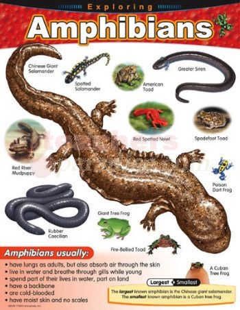 Exploring Amphibians Learning Chart